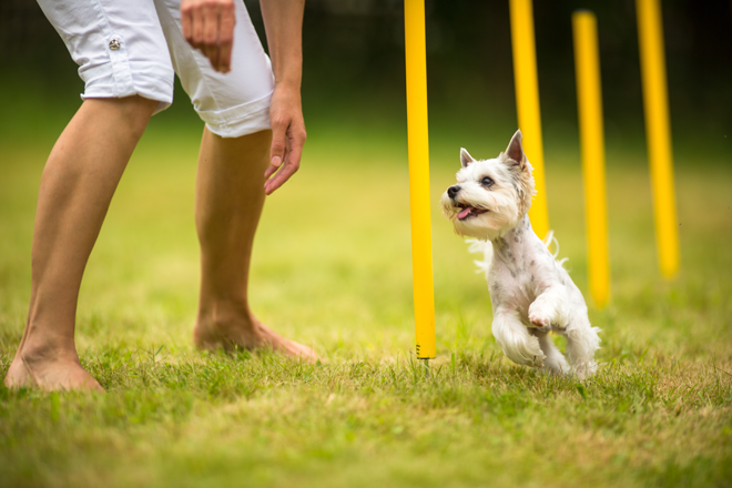 motivazioni-cani-proprietario