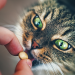 come dare la pillola al gatto cover